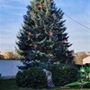 Vánoce - stromy